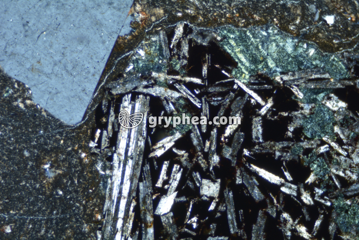 Rhyolite LPA x25 - gryphea.com